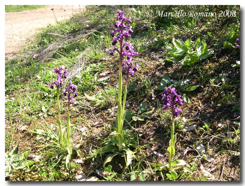 Anacamptis morio subsp. longicornu / Orchide cornuta